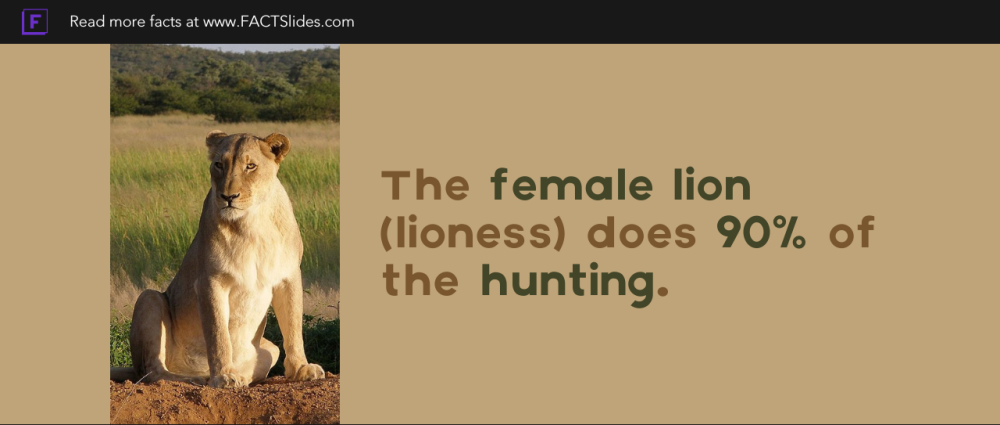 Ten Interesting Facts about Lions, Blog Posts