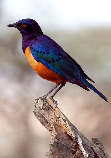 What Is A Large Group Of Starlings Called