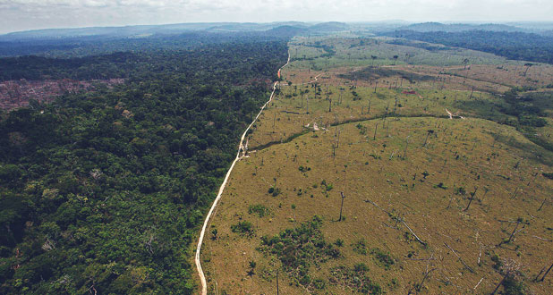 Money and maps: is this how to save the 's 400bn trees?,   rainforest