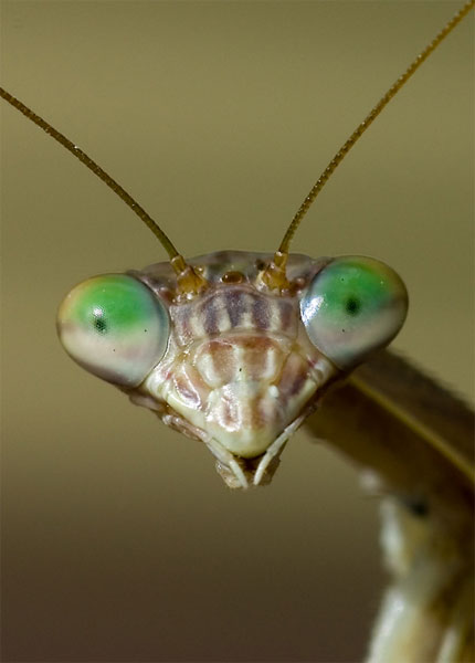 The praying mantis has only one ear, which is located between its legs ...