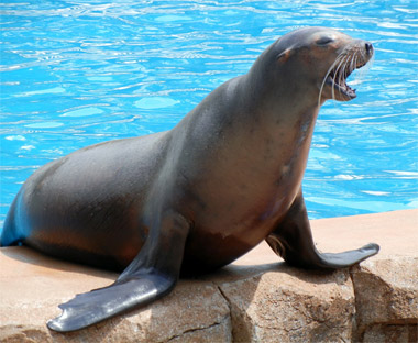 Sea lions are the only non-human mammals that have demonstrated the ...