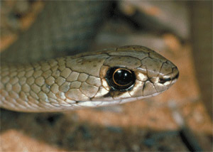 Why can't snakes blink?